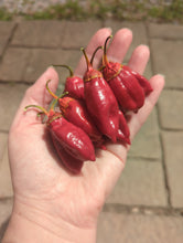 Load image into Gallery viewer, Hot pepper pint mix (different heat levels)