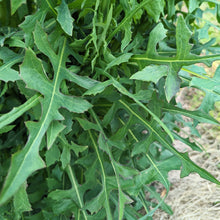 Load image into Gallery viewer, Greens/cabbage/collards