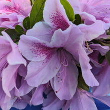Load image into Gallery viewer, Cut flowers