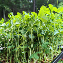 Load image into Gallery viewer, Microgreens