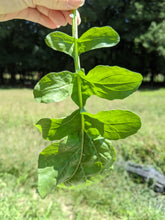 Load image into Gallery viewer, Greens/cabbage/collards