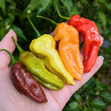 Load image into Gallery viewer, Hot pepper pint mix (different heat levels)