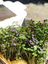 Load image into Gallery viewer, Microgreens