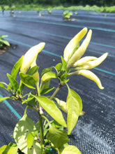 Load image into Gallery viewer, Farmer's choice variety (PRE ORDER)