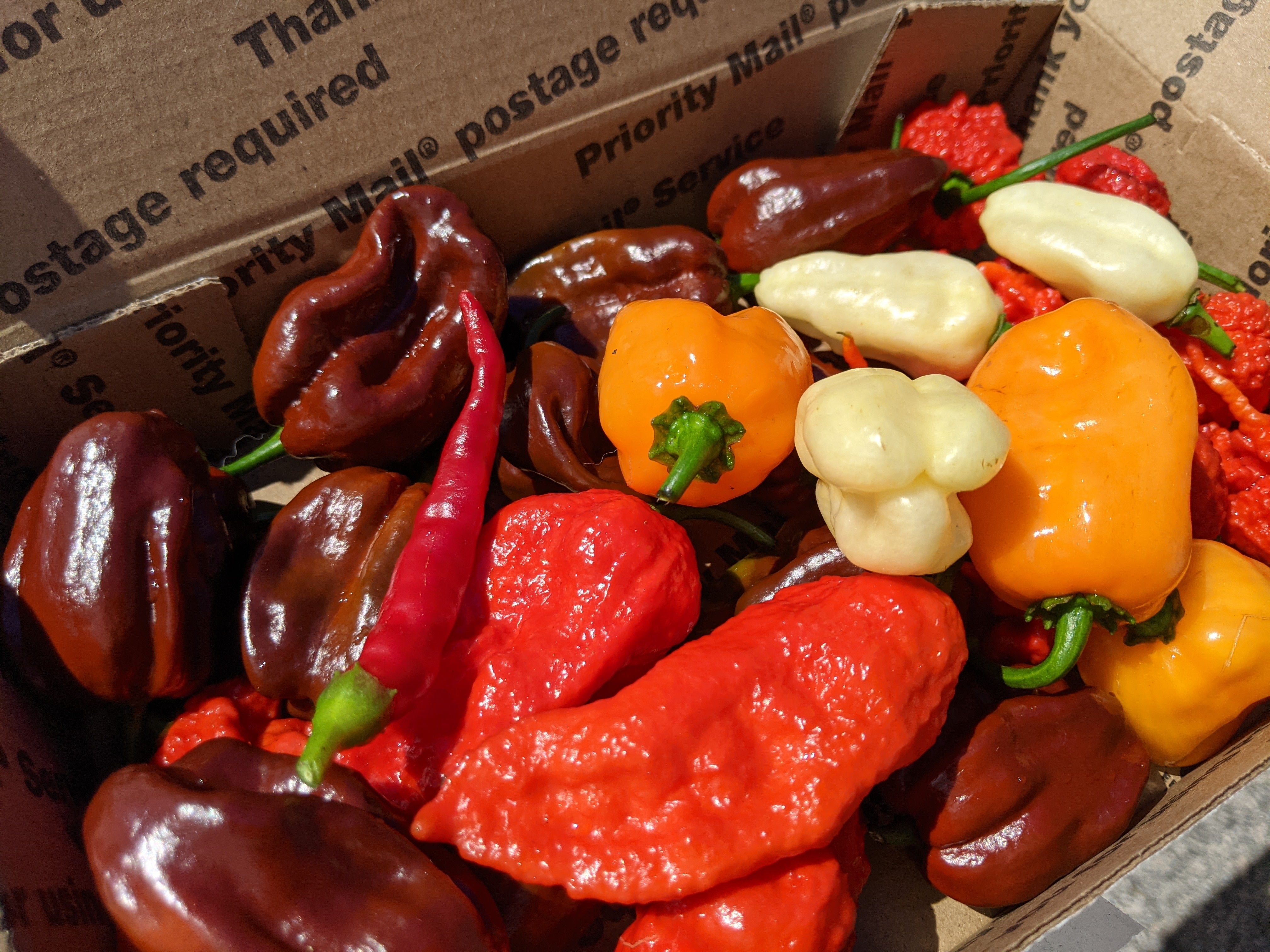 Farmer's choice variety Blue Ridge Pepper Patch