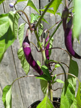 Load image into Gallery viewer, Farmer's choice variety (PRE ORDER)