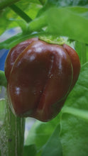 Load image into Gallery viewer, Tropical flavors blend