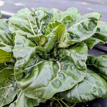 Load image into Gallery viewer, Greens/cabbage/collards
