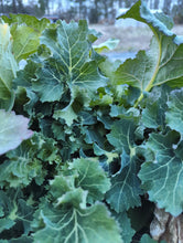 Load image into Gallery viewer, Greens/cabbage/collards

