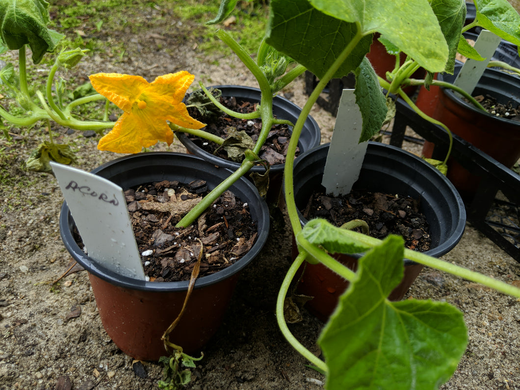 Summer and Winter squash/pumpkins seedlings
