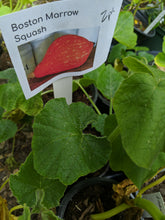 Load image into Gallery viewer, Winter squash/pumpkins

