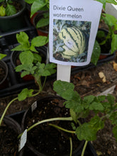 Load image into Gallery viewer, Melon seedlings
