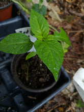 Load image into Gallery viewer, Pepper Seedlings (local order)
