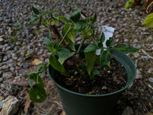 Load image into Gallery viewer, &quot;Head start&quot; pepper
