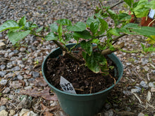 Load image into Gallery viewer, &quot;Head start&quot; pepper
