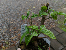 Load image into Gallery viewer, &quot;Head start&quot; pepper
