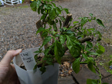 Load image into Gallery viewer, &quot;Head start&quot; pepper
