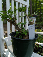 Load image into Gallery viewer, &quot;Head start&quot; pepper
