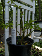 Load image into Gallery viewer, &quot;Head start&quot; pepper
