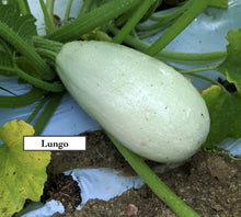 Load image into Gallery viewer, Summer squashes
