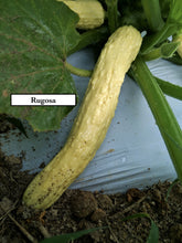 Load image into Gallery viewer, Summer squashes
