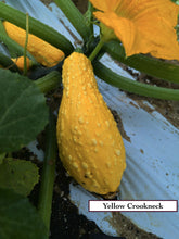 Load image into Gallery viewer, Summer squashes
