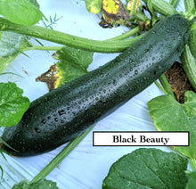 Load image into Gallery viewer, Summer squashes
