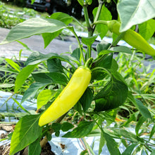 Load image into Gallery viewer, Peppers (low heats and sweet peppers)
