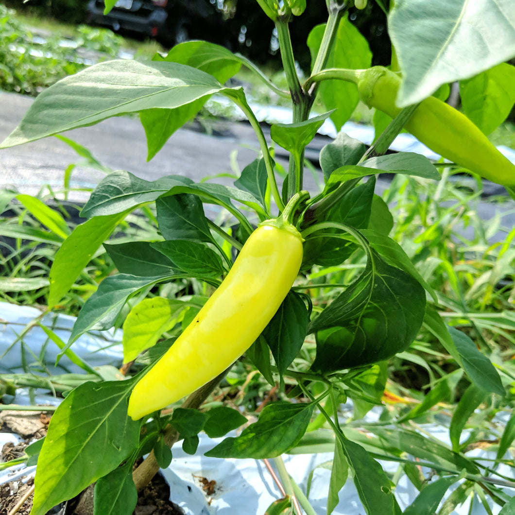 Mild peppers