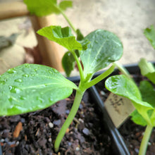Load image into Gallery viewer, Summer and Winter squash/pumpkins seedlings
