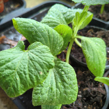 Load image into Gallery viewer, Summer and Winter squash/pumpkins seedlings
