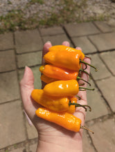 Load image into Gallery viewer, Hot pepper pint mix (different heat levels)
