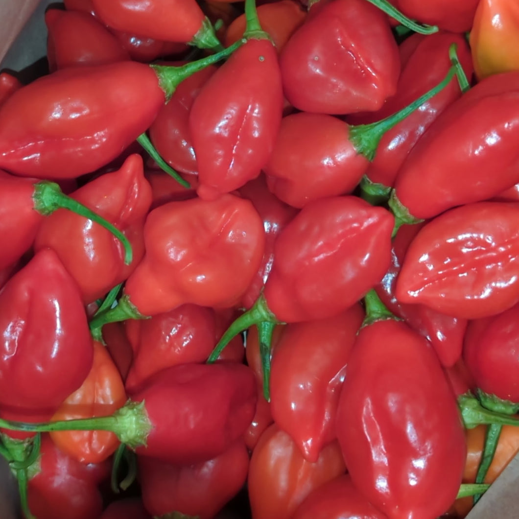 Hot pepper pint mix (different heat levels)