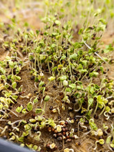 Load image into Gallery viewer, Microgreens no-mess DIY kits and refills
