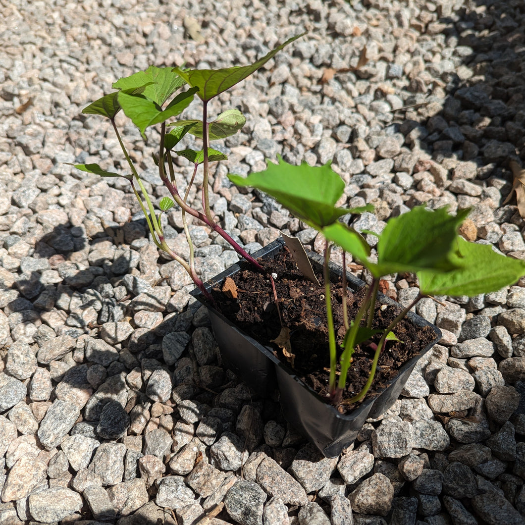 sweet potato plants