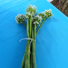 Load image into Gallery viewer, Garlic/onions
