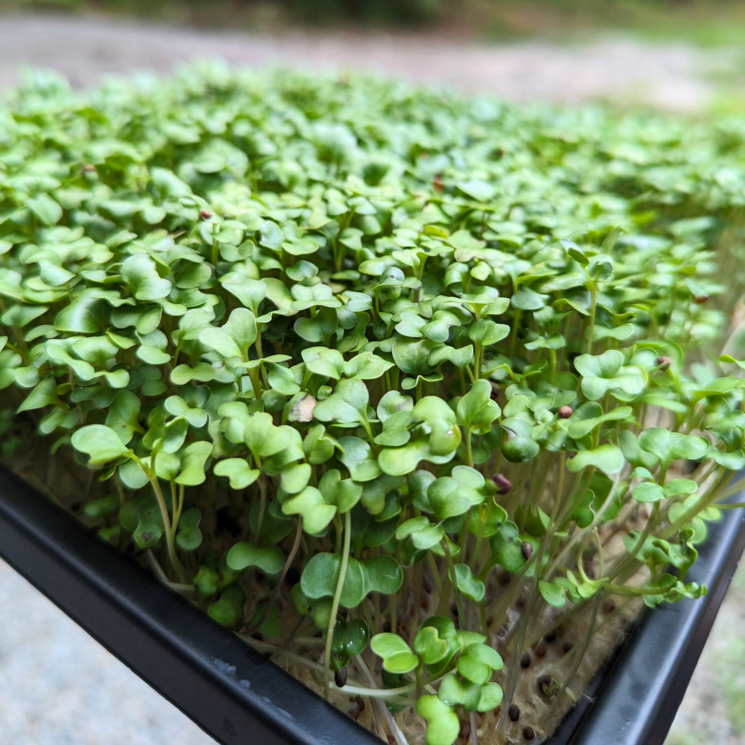 Microgreens