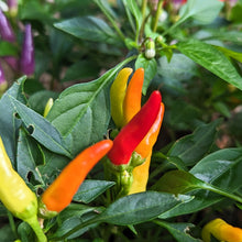 Load image into Gallery viewer, Peppers (low heats and sweet peppers)
