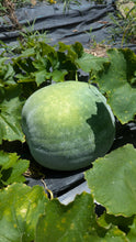 Load image into Gallery viewer, Melons (including ash gourds)
