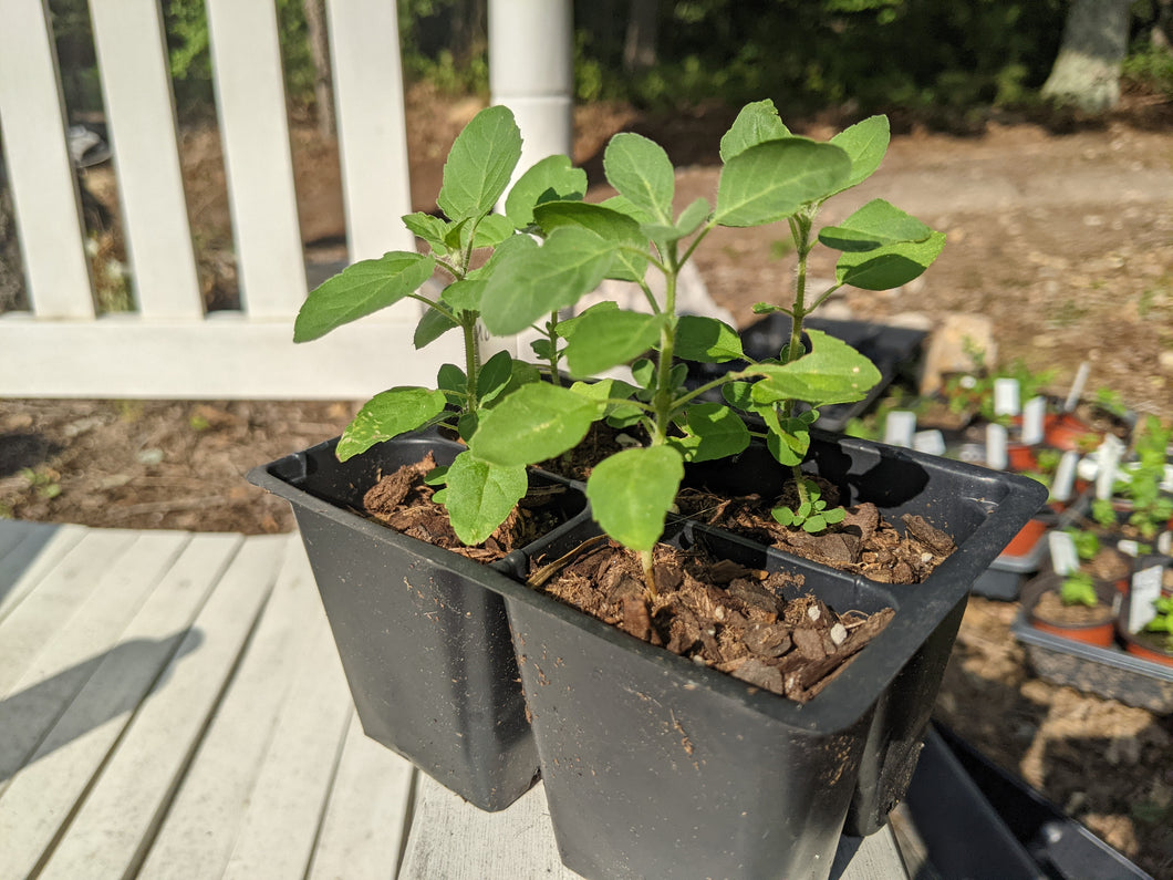 Basil plants
