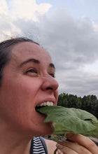 Load image into Gallery viewer, Greens/cabbage/collards
