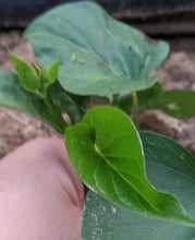 Load image into Gallery viewer, Greens/cabbage/collards
