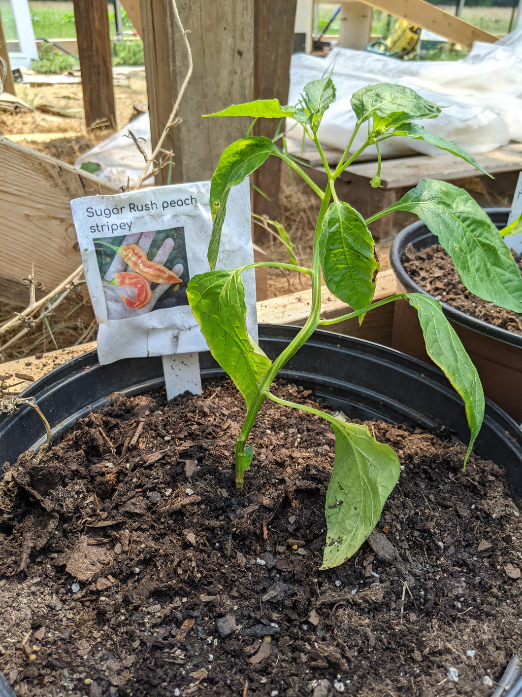 Set and (almost) forget pepper plant