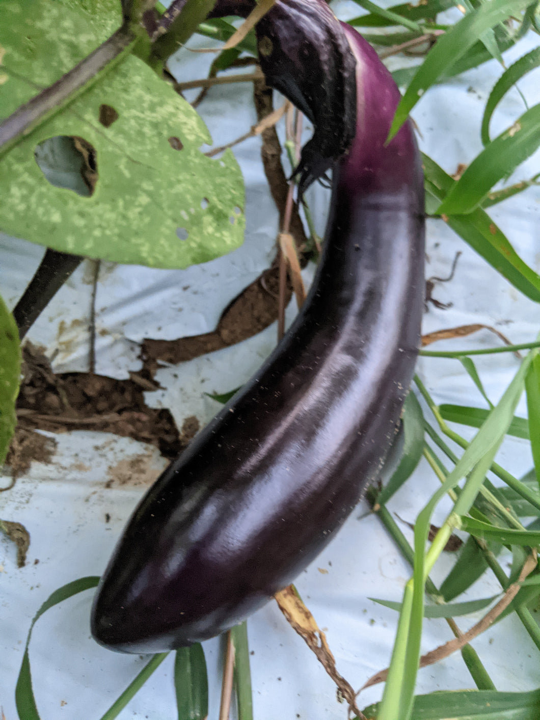 Eggplants