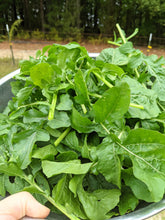 Load image into Gallery viewer, Greens/cabbage/collards
