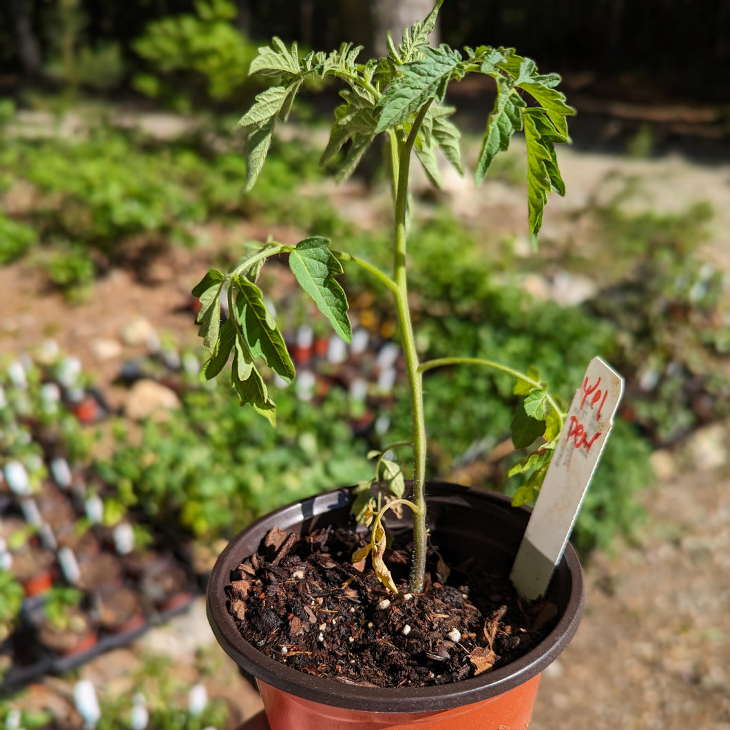 Tomato seedlings (local order)