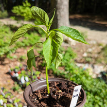 Load image into Gallery viewer, Pepper Seedlings (local order)
