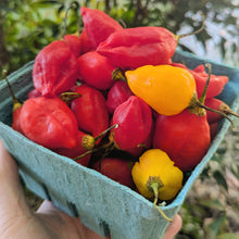 Load image into Gallery viewer, Hot pepper pint mix (different heat levels)
