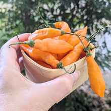 Load image into Gallery viewer, Hot pepper pint mix (different heat levels)
