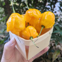 Load image into Gallery viewer, Hot pepper pint mix (different heat levels)
